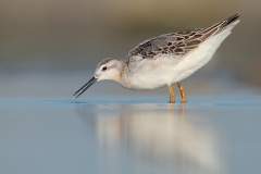 Wilson's Phalarope