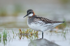 Red-necked Phalarope