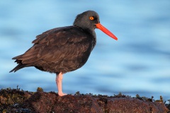 Black Oystercatcher