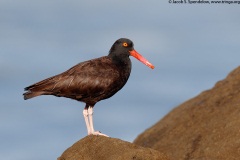 Black Oystercatcher