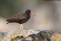 Black Oystercatcher