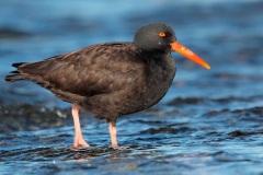 Black Oystercatcher