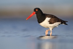 American Oystercatcher