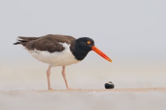 American Oystercatcher