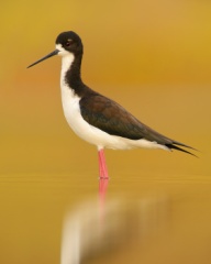 Black-necked Stilt (Hawaiian Stilt) (Local Name: Ae'o)