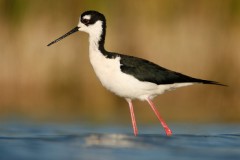 Black-necked Stilt