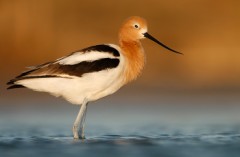 American Avocet