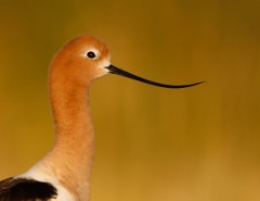 American Avocet