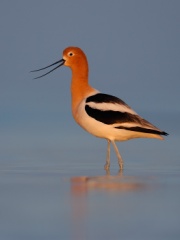 American Avocet