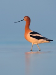 American Avocet