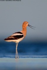 American Avocet