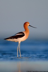 American Avocet