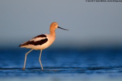 American Avocet