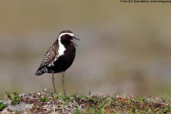 Pacific Golden-Plover