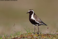 Pacific Golden-Plover