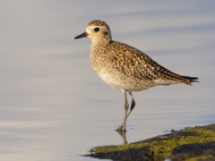 Pacific Golden-Plover (Local Name: Kolea)