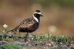 American Golden-Plover