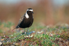 American Golden-Plover