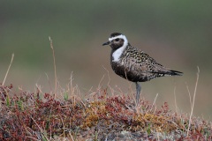 American Golden-Plover