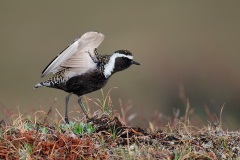 American Golden-Plover