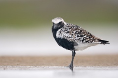 Black-bellied Plover