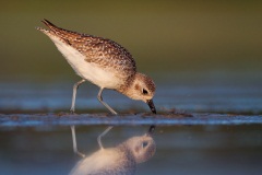 Black-bellied Plover