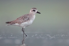 Black-bellied Plover