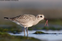 Black-bellied Plover