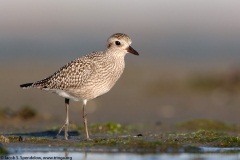 Black-bellied Plover