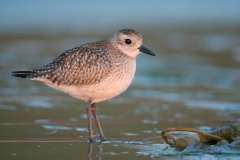 Black-bellied Plover