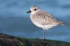 Black-bellied Plover