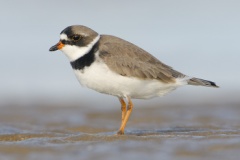 Semipalmated Plover