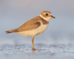 Semipalmated Plover