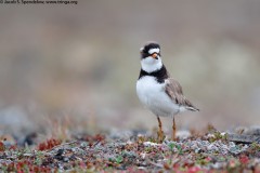 Semipalmated Plover