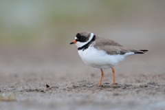 Semipalmated Plover