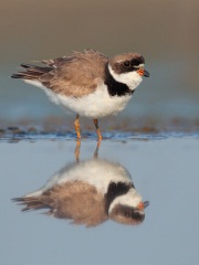 Semipalmated Plover