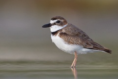 Wilson's Plover