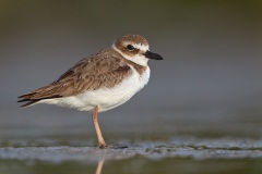 Wilson's Plover