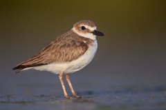 Wilson's Plover