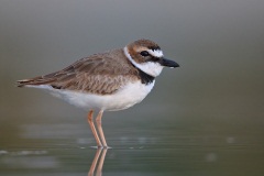 Wilson's Plover