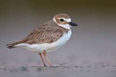 Wilson's Plover