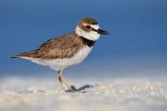 Wilson's Plover