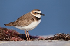 Wilson's Plover