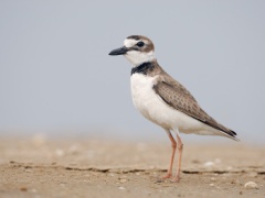 Wilson's Plover