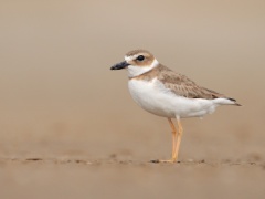 Wilson's Plover