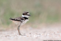 Killdeer