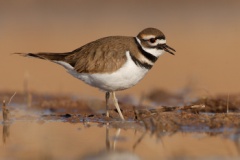 Killdeer