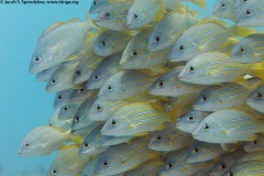 Bluestripe Snapper