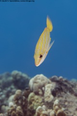 Bluestripe Snapper