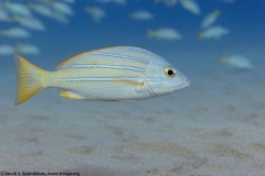Bluestripe Snapper